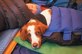 Dawg camping